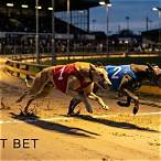 bet greyhound